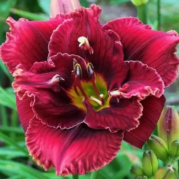 Лилейник Стелла Дабл Роуз