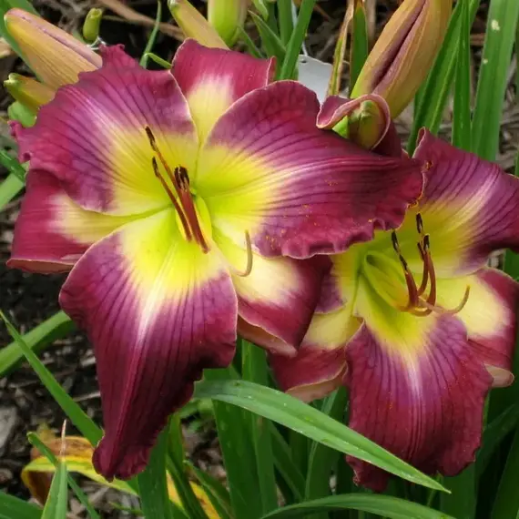 Лилейник Уотер Драгон