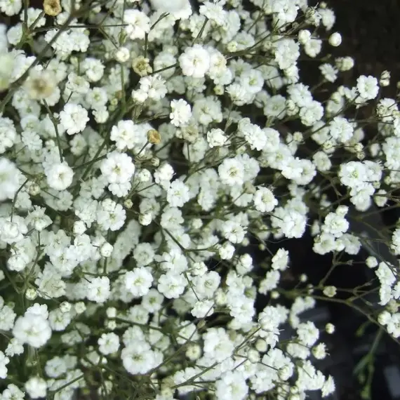 Гипсофила метельчатая