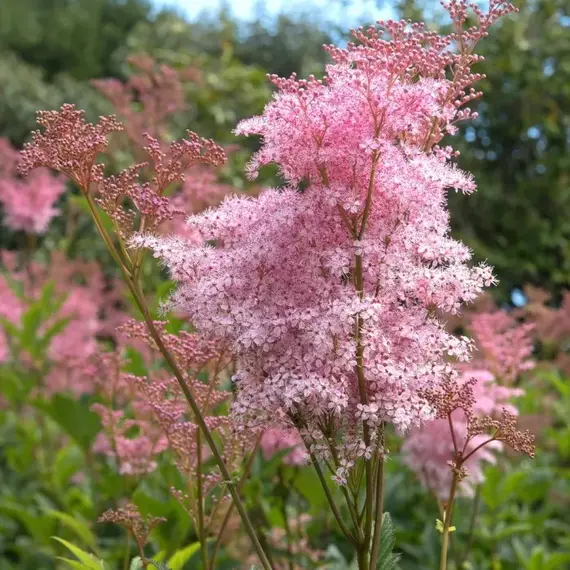 Лабазник красный Венуста