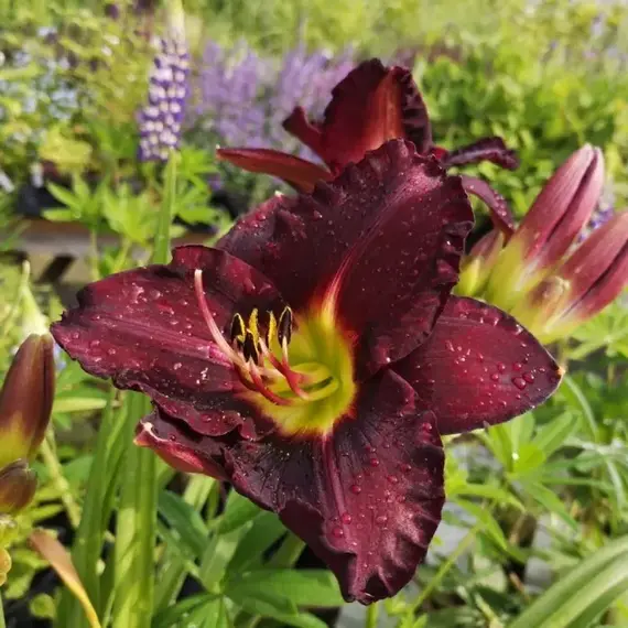 Лилейник Бэлла Лугози