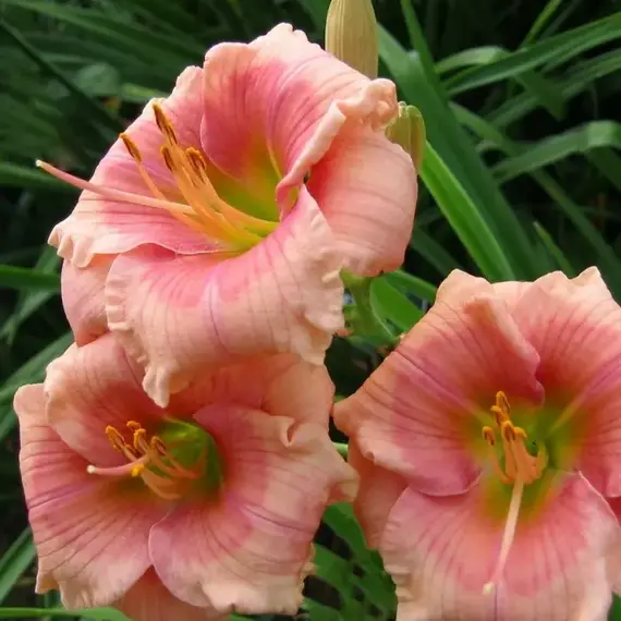 Лилейник Джанис Браун