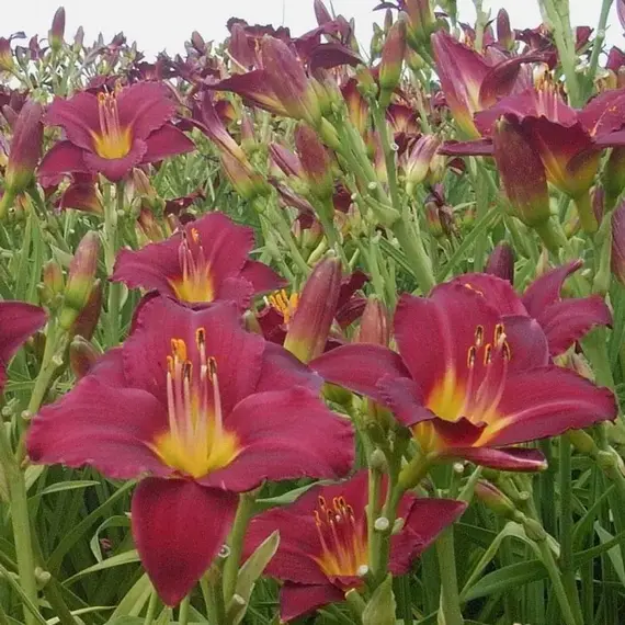 Лилейник Джипси Тертл