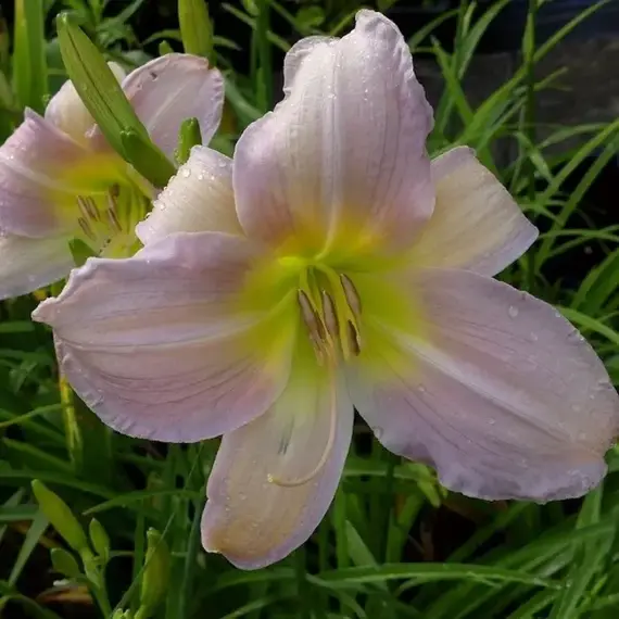 Лилейник Катерина Вудбери