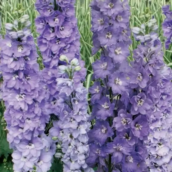 Дельфиниум гибридный Мэджик Фонтейн Лавендер Вайт Би