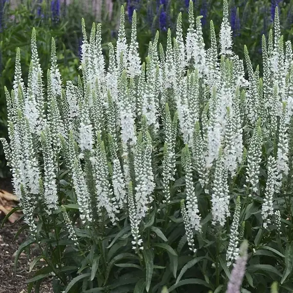 Вероника длиннолистная Шнееризин