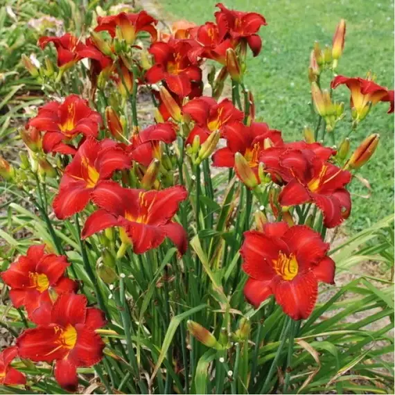 Лилейник Чикаго Апачи