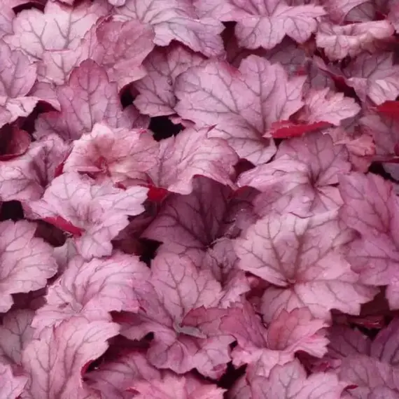 Гейхера Джорджия Плам