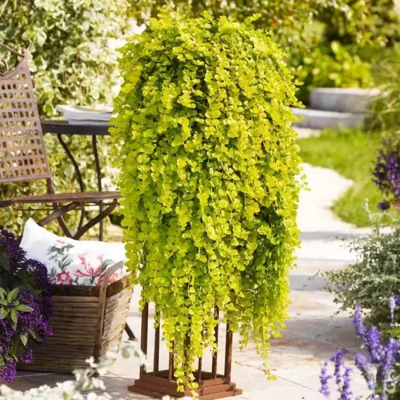 Вербейник монетчатый Голдилокс