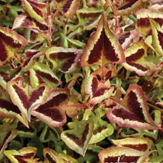 Горец мелкоголовый Перпл Фэнтэзи