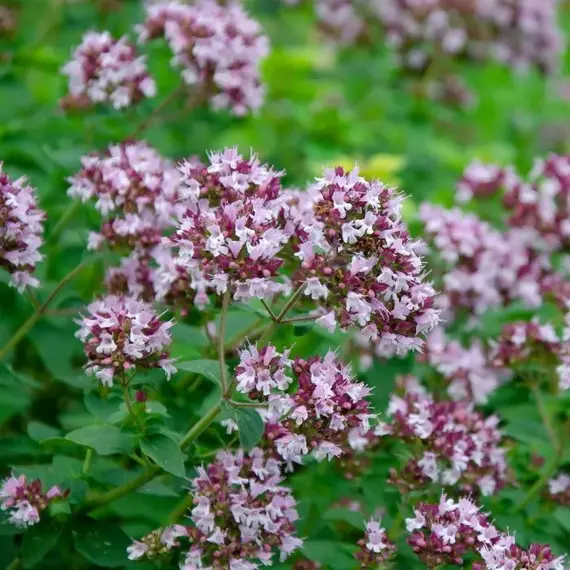 Душица обыкновенная Пончо