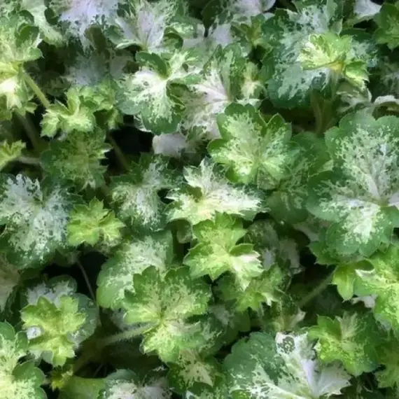 Гейхера Дью Дропс