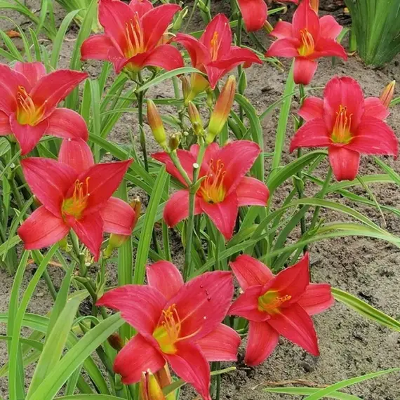 Лилейник Литл Бизнес