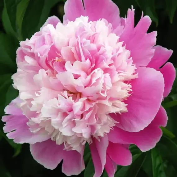 Пион молочноцветковый Кора Стабс