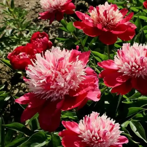 Пион молочноцветковый Нелли Сейлор