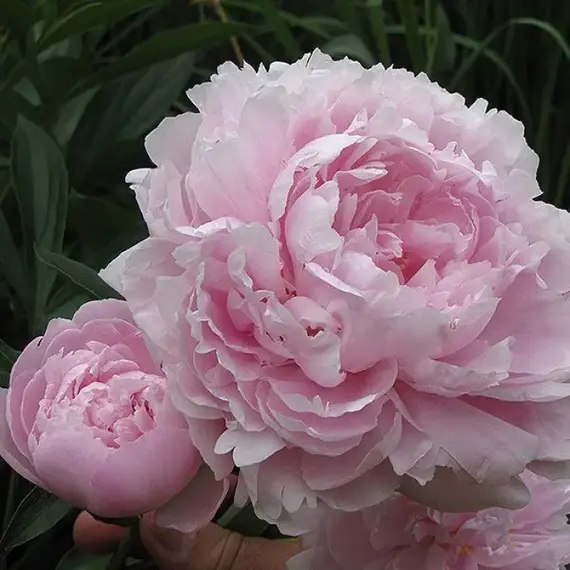 Пион молочноцветковый Пинк Дабл