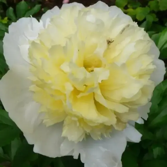 Пион молочноцветковый Примавера