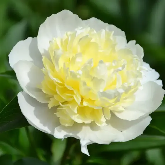 Пион молочноцветковый Лаура Десерт