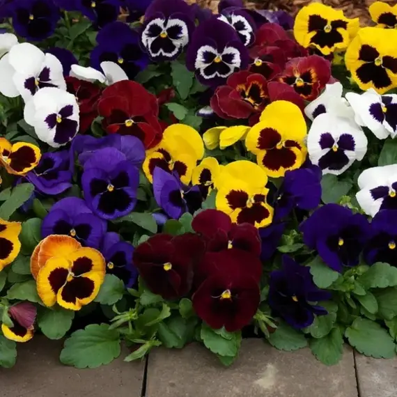 Виола Микс Кассета