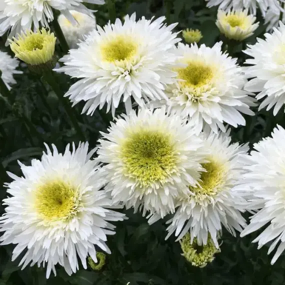 Нивяник великолепный Фиона Гогхилл