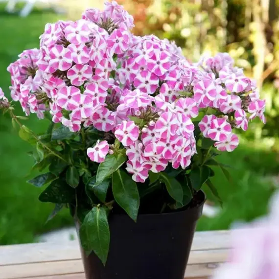 Флокс метельчатый Бамбини Кэнди Краш