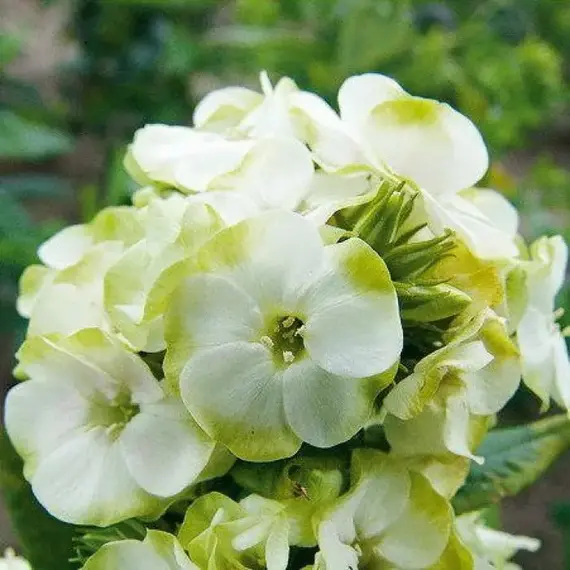 Флокс метельчатый Грин Экспектейшнс