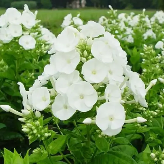 Флокс метельчатый Даниэль