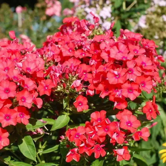 Флокс метельчатый Орандж Перфекшн