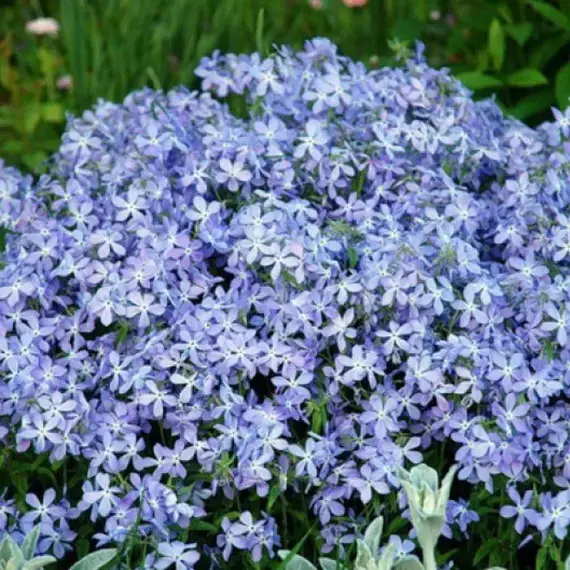 Флокс растопыренный Чаттахучи