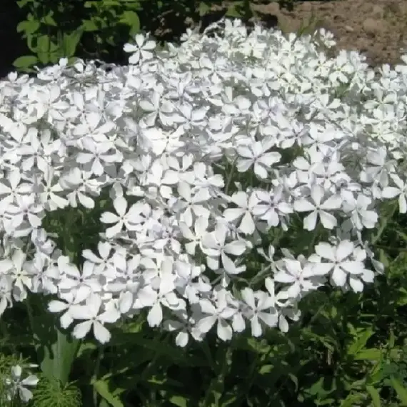 Флокс растопыренный Уйат Парфюм