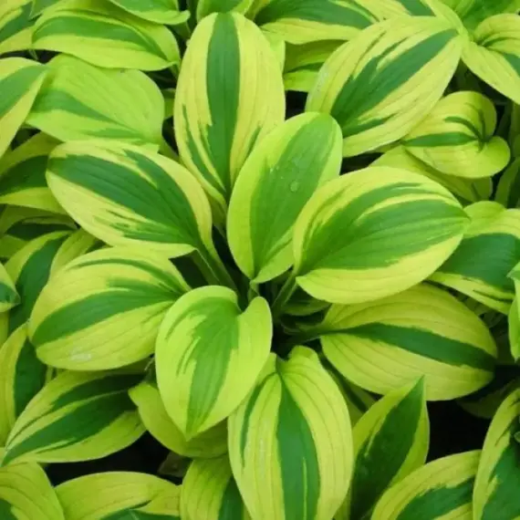 Хоста Велвет Мун