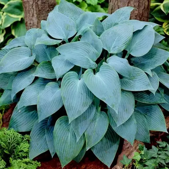 Хоста Канадиан Блю