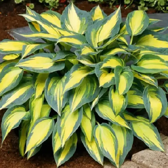 Хоста Мэджик Айленд