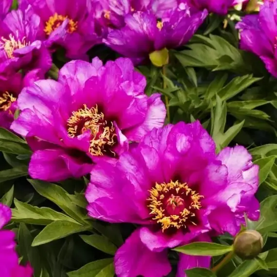 Пион ИТО-гибрид Монинг Лилак