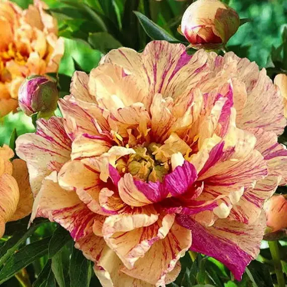 Пион ИТО-гибрид Лоллипоп