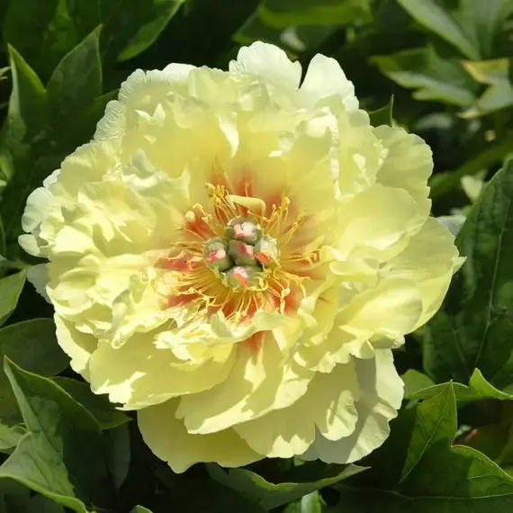 Пион ИТО-гибрид Гарден Треже