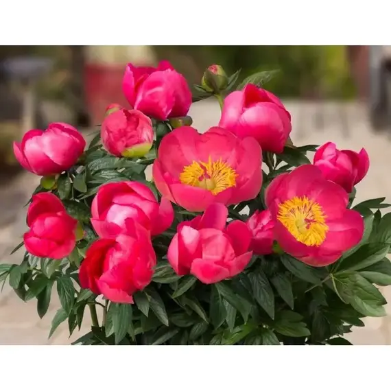 Пион молочноцветковый Осло