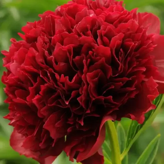 Пион молочноцветковый Ред Дабл