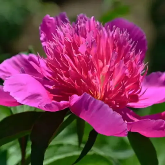 Пион молочноцветковый Ред Спайдер