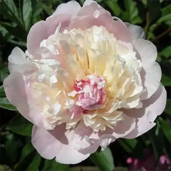 Пион молочноцветковый Мадам Кало