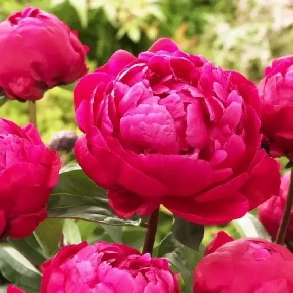 Пион молочноцветковый Ред Сара Бернар