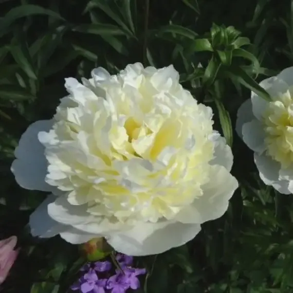 Пион молочноцветковый Лаура Дессерт