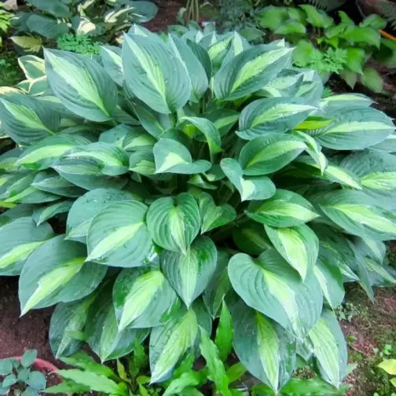 Хоста Стриптиз