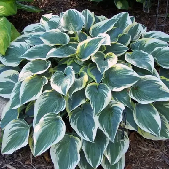 Хоста Роберт Фрост