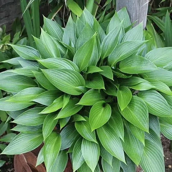 Хоста Дэвон Грин