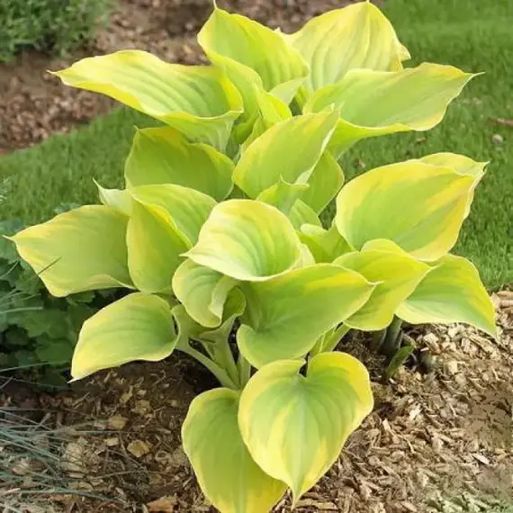 Хоста Датч Флейм