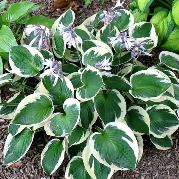 Хоста Карин