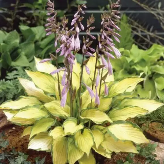 Хоста Леди Гиневера