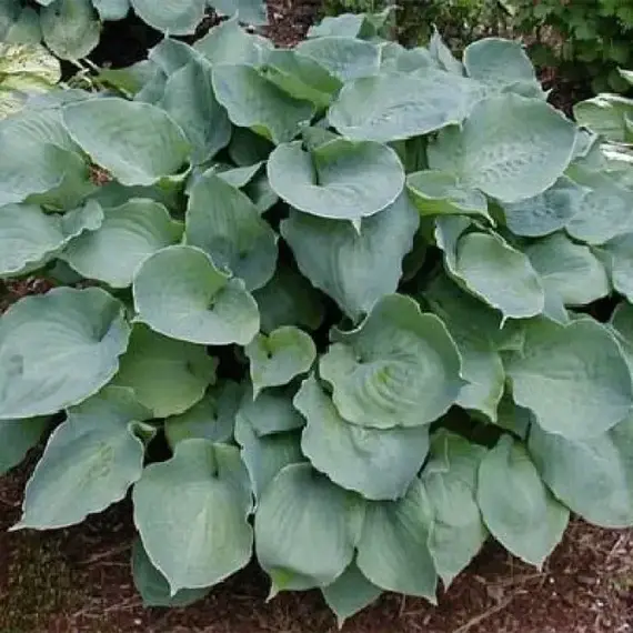 Хоста Мунлайт Соната