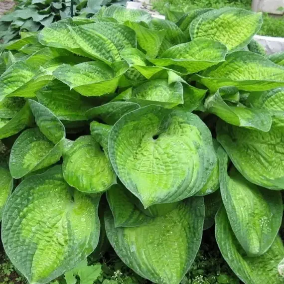 Хоста Парадигма